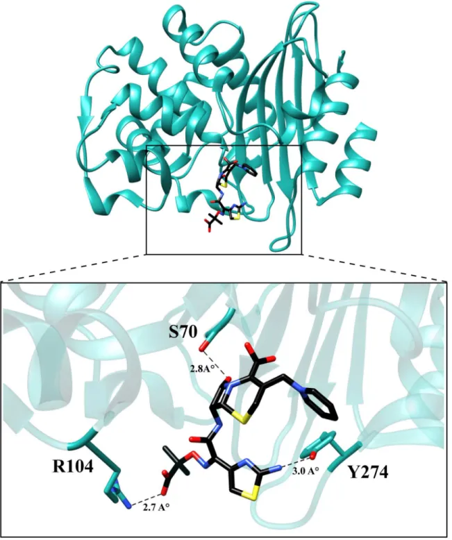 Fig 7. Molecular model of ceftazidime binding to the variant P104R:H274Y (KPC-10). The residues are represented in cyan and ceftazidime is represented in black