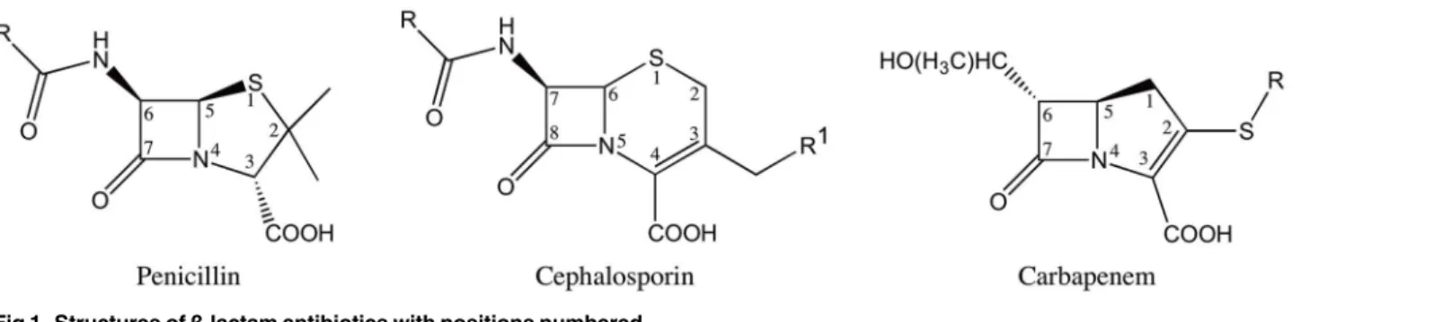 Fig 1. Structures of β-lactam antibiotics with positions numbered.