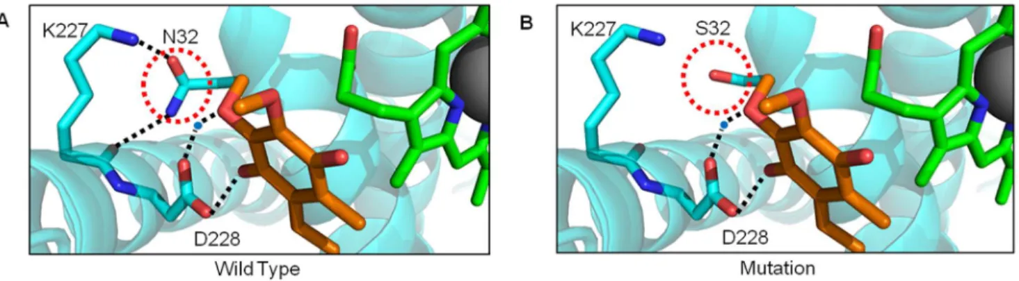 Figure 5 illustrates a detailed example where a simple amino acid change results in a sterically incompatible surface between the MT-CO2 and nuclear-encoded COX6C subunits