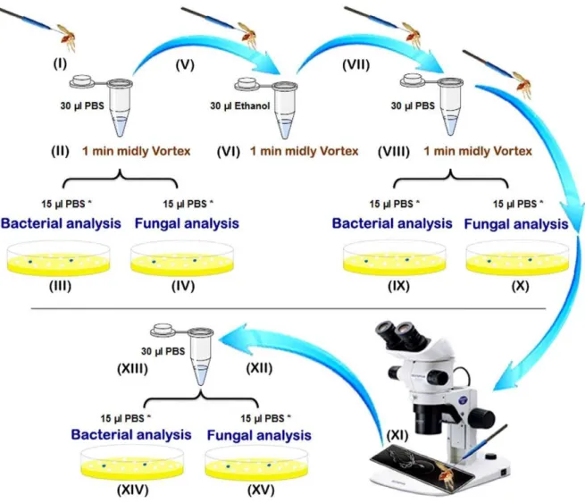 Figure 1. Preparation steps of the sand fly processing for fungal and bacterial analyses