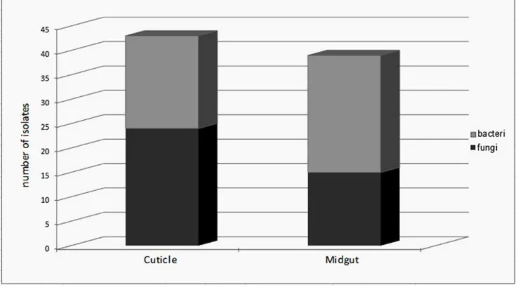 Figure 2. Mean number of bacteria and fungi isolated from cuticle or midgut of sand flies