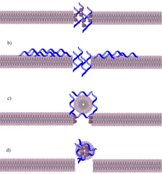 Figure 1 - Schematic of different mechanism of AMP's  membrane disruption 