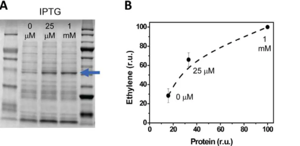 Figure 3. The rate of ethylene synthesis in E. coli and Synechocystis in response to promoter choice and IPTG