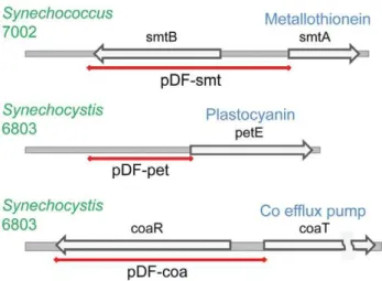 Figure 7. The rate of ethylene synthesis in E. coli and Synechocystis using three different metal-inducible promoters from cyanobacteria