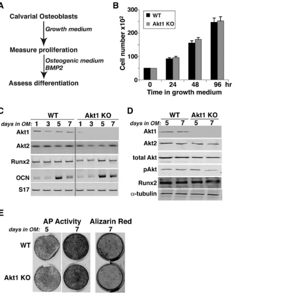 Figure 8. Normal proliferation and differentiation of calvarial osteoblasts from Akt1 deficient mice