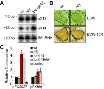 Figure 6. sX13 loops impact on Xcv virulence. (A) Secondary structure of sX13 based on prediction and probing (see Figure S2)