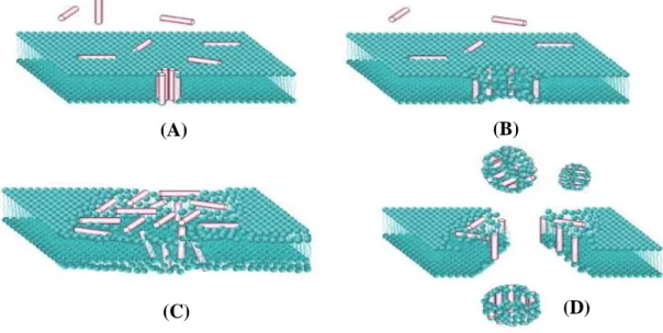 Figure 1.3 Membrane disruption models. (A) Barrel-stave model: formation of barrel- barrel-like transmembrane pore by orientation of the hydrophobic residues of the AMPs in the  lipid core bilayer - the hydrophobic region of the peptide is outwardly direct
