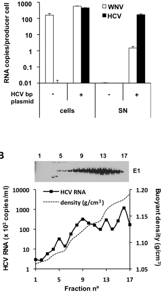 Figure 3. HCV RNA is preferentially associated with in HCV bicistronic particles released by BHK-WNV cells