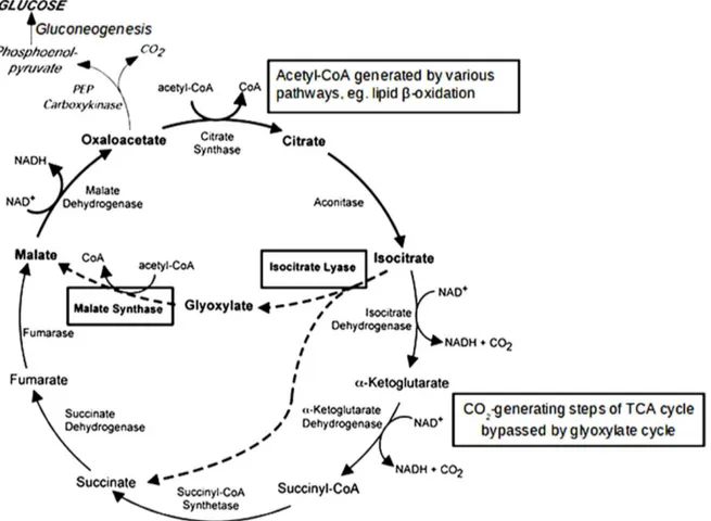 Figure 1. TCA cycle (black arrows) and glyoxylate cycle (dashed arrows). In both cycles, oxaloacetate serves as the precursor for gluconeogenesis, but the glyoxylate cycle bypasses the carbon dioxide generating steps of the TCA cycle via isocitrate lyase a
