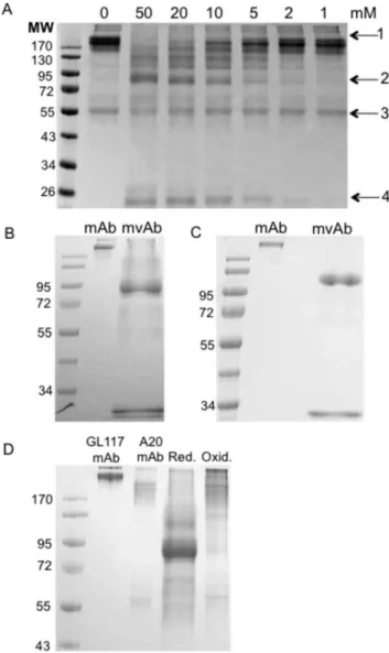 Figure 2. Redox method optimisation. Non-reducing SDS-PAGE showing the range of MESNA concentrations used in optimisation studies for GL117 mAb (a)