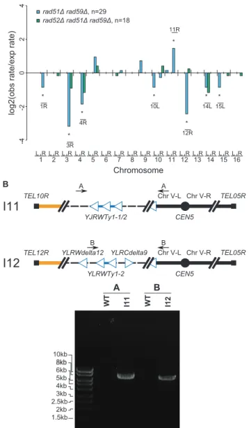 Table S10). In addition, we observed that 2 out of 49 rtt109D mutants grown on nonselective media had whole chromosome duplications (Table S10).
