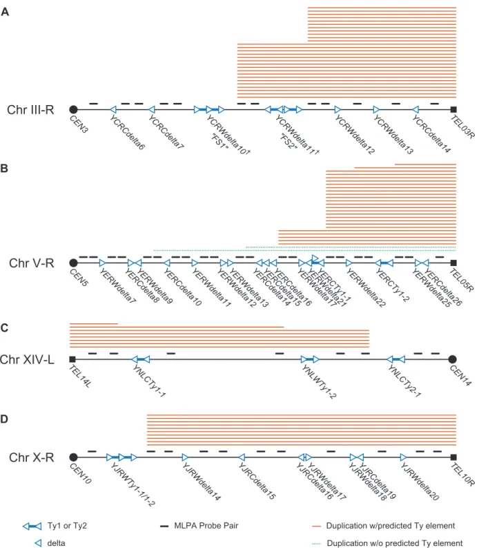 Figure 3. Schematic of MLPA probes designed for hotspot chromosome arms and MLPA data generated from GCR–containing isolates derived from a wild-type strain