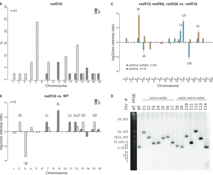 Figure 4. MLPA analysis of GCRs derived in a rad51 D strain. A. Distribution of chromosome arm duplications observed in the rad51D strain