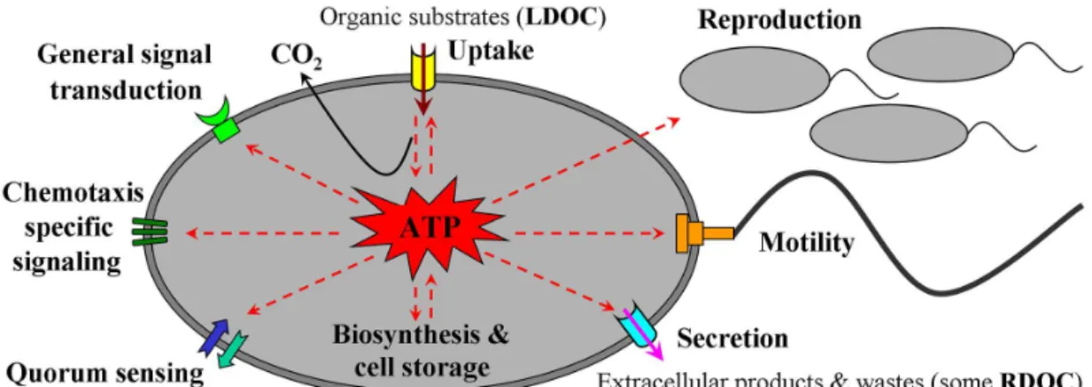Figure 1. Schematic of metabolic energy transduction by microbial respiration and certain MCP-related cellular processes