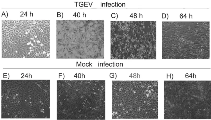 Figure 2. Validation of TGEV virus infection of ST cells. (A) RT-PCR validation of TGEV infection in ST cells at 48 hpi (I 48 ) and 64 hpi (I 64 ) compared to the control at 48 h (C 48 ) and 64 h (C 64 )