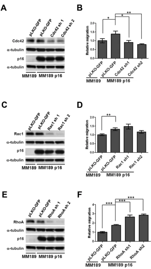 Figure 7.  Cdc42 is required for p16-mediated migration.  Immunoblot analysis for knockdown of (A) Cdc4β, (C) Rac1, and (E) RhoA in MM189 p16 cells