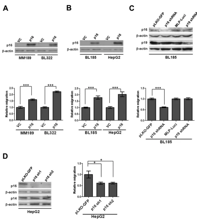 Figure 1.  p16 enhances HCC cell migration.  (A) Upper panel: Immunoblot confirming ectopic p16 expression in MM189 and BLγββ mouse HCC cells infected with either pBabe-puro retrovirus (Vector control, VC) or pBabe-puro retrovirus encoding wild type p16 (p