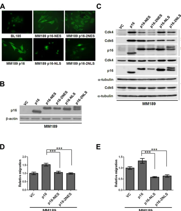 Figure 5.   Nuclear-cytoplasmic shuttling is involved in p16-induced cell migration.  (A) Immunofluorescent detection of sub- sub-cellular localization of p16 proteins