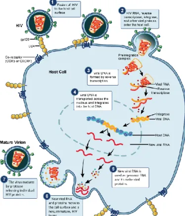 Figure 1.3 – The life cycle of HIV. (Adapted from www.niaid.nih.gov)