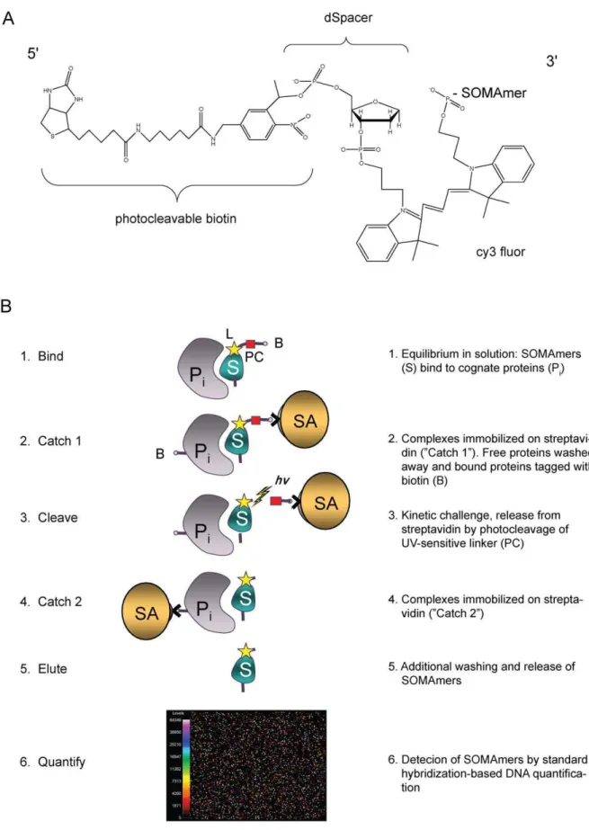 Figure 1. SOMAmer-based assay reagent and assay principles. The primary analyte capture reagent and quantified component consists of an analyte-specific SOMAmer coupled to a Cy3 moiety and a biotin group joined to the fluorophore-substituted SOMAmer throug