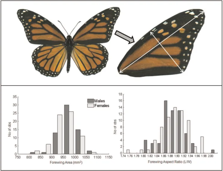 Figure 2. Scanned image of a monarch butterfly (top panel) with one forewing cropped to show details of forewing measurements.