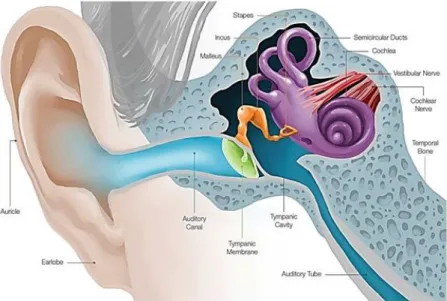 Figure  1.1-Diagram  of  the  ear.  Adapted  image  by  https://www.earq.com/hearing-loss/ear- https://www.earq.com/hearing-loss/ear-anatomy