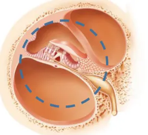 Figure  1.3-  Representation  of  the  organ  of  Corti  (circle).  Adapted  image  by  http://www.gettyimages.pt/fotos/organ-of-corti