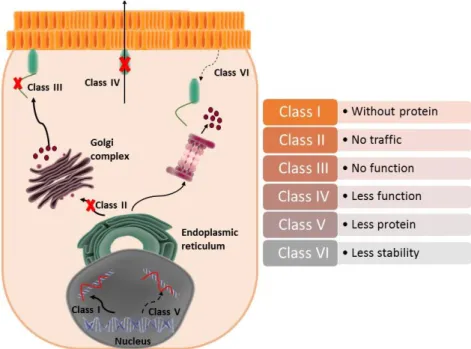 Figure 2.1-Classification in classes of mutations in proteins