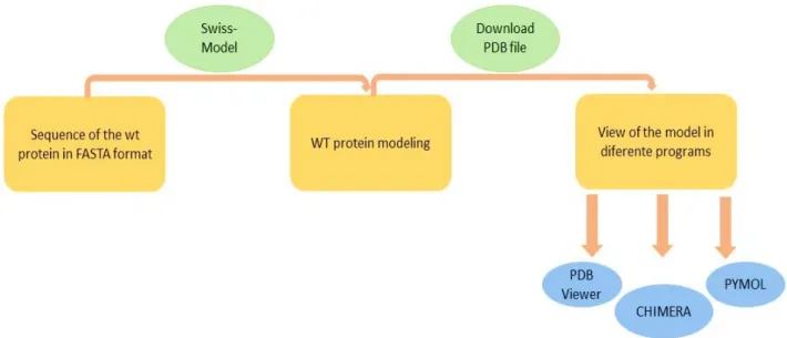 Figure 4.2-Summary of the methodology approached followed for model of protein Cx26.