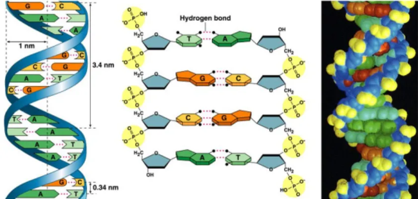 Figure 2.3: Structure of the DNA molecule. a) The DNA molecule is composed of two complementary strands of nucleic acids paired to each other and wrapped around a central axis in the form of a double helix