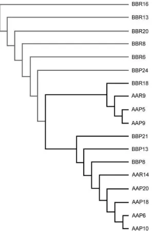Fig  3:  Dendogram  representing  genetic  distances  of  Warmblood  horses  polymorphisms  of  groups  A o B