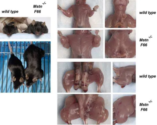 Figure 3. Comparison of wild type and F66/Mstn 2/2 mice.
