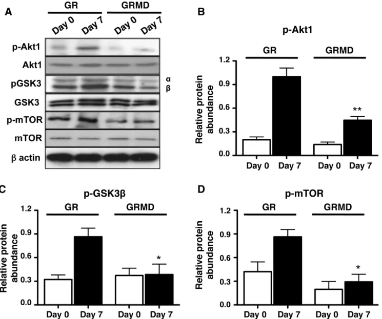 Figure 5. Loss of dystrophin reduces induction of PI3K-signaling. For all panels, day 0 represents protein lysates obtained from serum-fed confluent cultures, and day 7 represents protein lysates obtained from confluent primary tracheal smooth muscle cell 