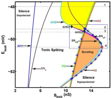 Figure 5. Two-parameter (g leak ,E leak ) bifurcation diagram of the oscillatory and stationary regimes