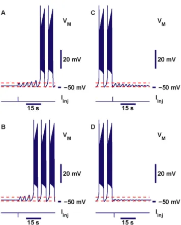Figure 11. Bistability of bursting and silence. Examples of switches between bursting and silence produced by square pulses of injected current: switches from silence to bursting shown in panels (A,B) and switches from bursting to silence shown in panels (