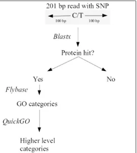 Figure 2.2 –Protocol followed to make the Gene Ontology characterization of the genes.