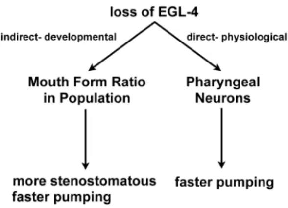 Table 1. A comparison of egl-4 mutant phenotypes in C. elegans and P. pacificus.