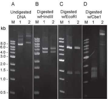 Figure 3. Comparison of DNA modification status between shuttle vector DNA isolated from E