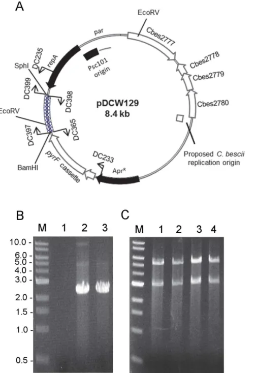 Figure S1 Construction of shuttle vector pDCW89. The cross- cross-hatched box corresponds to pBAS2 plasmid sequences