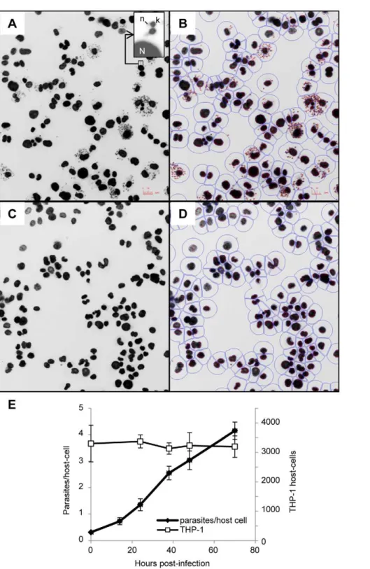 Figure 1. Infection of THP-1 with L. donovani : detection, segmentation and growth of host cell and parasite
