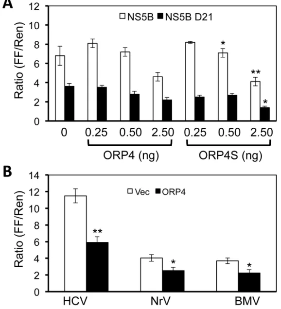 Figure 7.  Inhibition of HCV NS5B polymerase activity by ORP4 expression.  A. β9γT cell were plated and cultured in a 96-well plate  and  transfected  with  γ0  ng  each  of  pUNO-hRIG,  pNFκB-Luc,  and  pCMV-myc-NS5B  (open  bar),  or  pCMV-myc-NS5B  Δβ1 