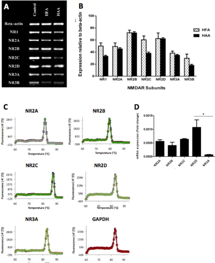 Figure 1. Detection of mRNA expression using PCR. End-point PCR - (1A) Agarose gel showing PCR bands for the various NMDAR subunits on human foetal astrocytes (HFA) and human adult astrocytes (HAA)