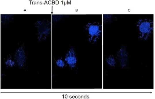 Figure 4. Visualization of calcium flux using fluorescent microscopy. (A) Fluorescent image taken before trans-ACBD treatment showing non-fluorescent astrocytes when the cells were incubating in HBSS containing 50 mM glycine