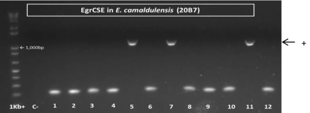 Fig.  2:  Example  of  the  results  of  PCR  colony  screening  to  EgrCSE  in E.  camaldulensis