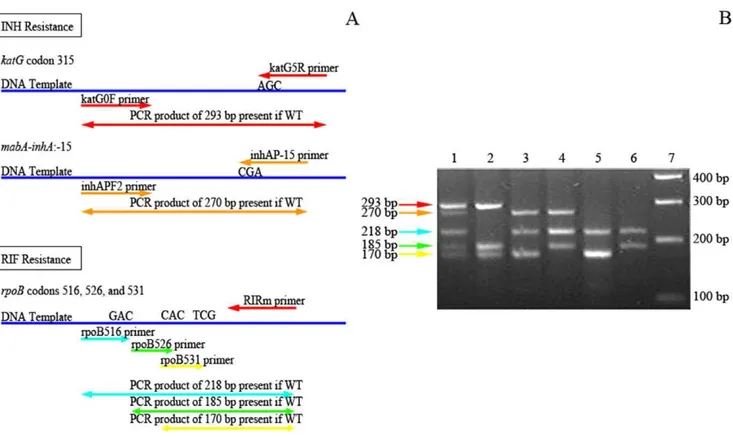 Table 2. Primers for MAS-PCR to detect INH and RIF resistance.