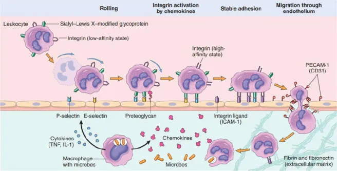 Figure 1.2 – Mechanisms of leukocyte recruitment from the blood vessels. Here neutrophils are shown rolling, being  activated,  adhering  to  the  endothelium,  transmigrating  through  the  endothelium  and  migrating  towards  the  chemoattractants in th