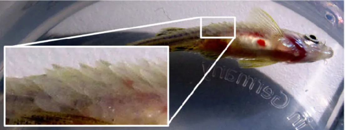 Figure 3.1 – Zebrafish injected with streptozotocin showing signs of morbidity. The fish appears thin,  has erected scales and some internal hemorrhaging