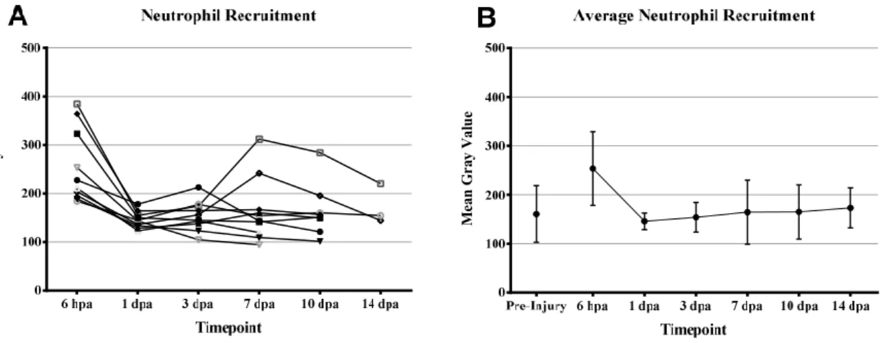 Table 3.5 - Comparison of Mean Gray Value of 6 hours post  amputation (hpa) with other time-points (pre-injury, 1, 3, 7,  10,  and  14  days  post  amputation  (dpa))  using  a  post  hoc  multiple test of a one-way ANOVA