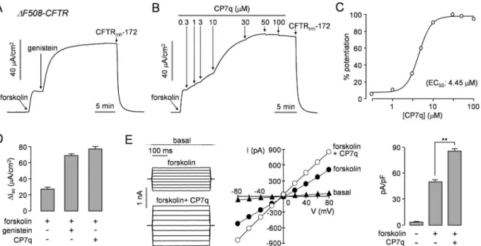 Fig 4. CP7q potentiates ΔF508-CFTR. Apical membrane currents were measured in FRT cells expressing human ΔF508-CFTR rescued by low temperature (27°C) incubation for 24 hours