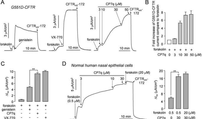 Fig 5. CP7q potentiates G551D-CFTR in FRT cells and WT-CFTR in primary cultured human nasal epithelial cells